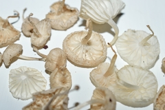 Marasmiellus cubensis