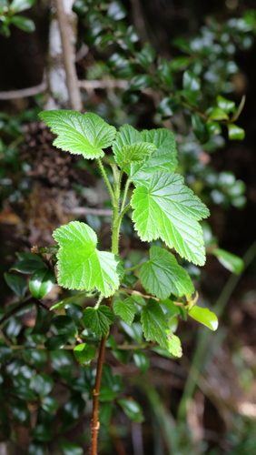 Ribes costaricensis (Ribes costaricensis)
