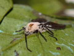 Entomophthorales