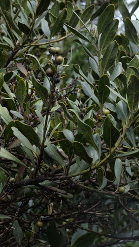 Garrya laurifolia, photograph 5