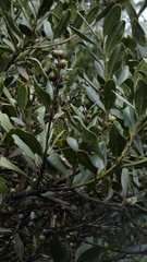 Garrya laurifolia, photograph (c) fmunoz, some rights reserved (CC BY)
