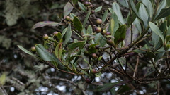 Garrya laurifolia, photograph (c) fmunoz, some rights reserved (CC BY)