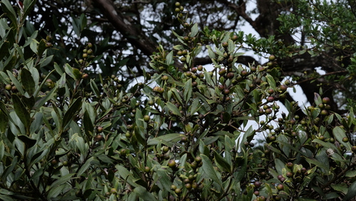 Garrya laurifolia, photograph 6