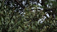 Garrya laurifolia, photograph (c) fmunoz, some rights reserved (CC BY)
