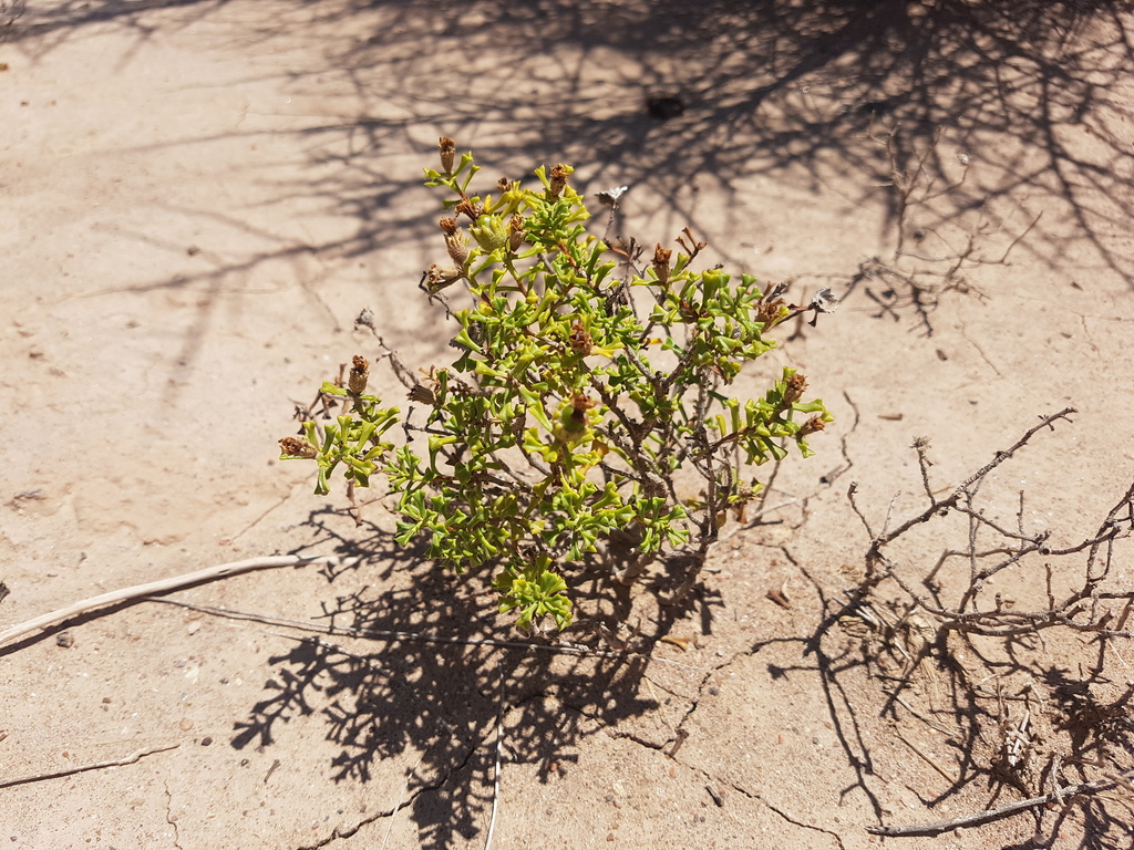 Ehretia cortesia