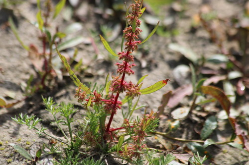 Ukrainian dock (Rumex ucranicus)