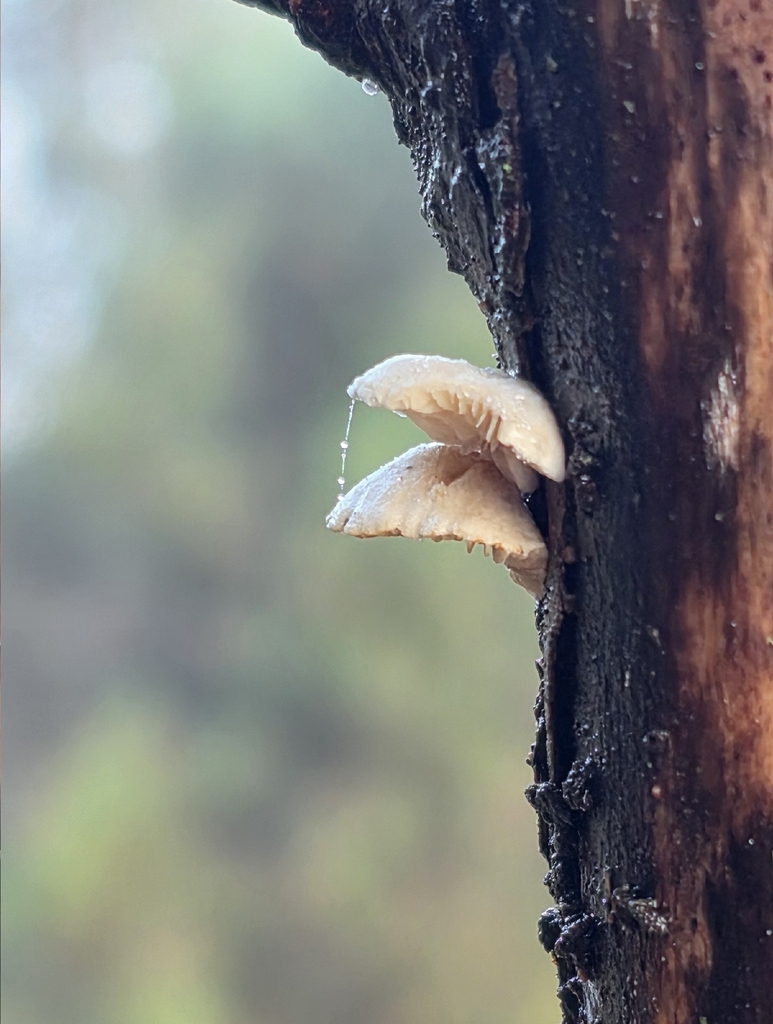 Crepidotus · January 2026 · photo: © sabear (iNaturalist, cc0)
