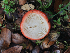 Russula silvicola