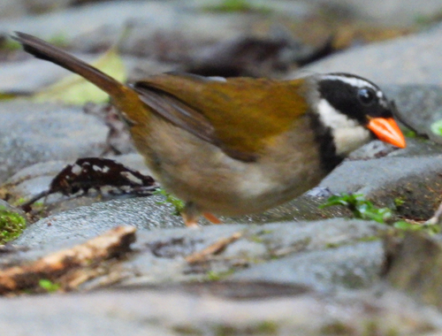 Orange-billed Sparrow (Arremon aurantiirostris), photo 5