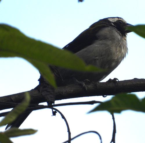 Black-winged Saltator (Saltator atripennis)
