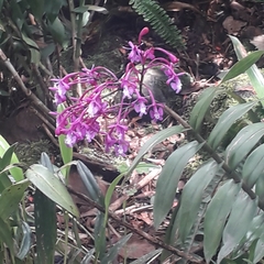 Epidendrum nanegalense