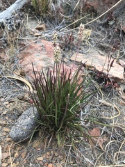 Plantago patagonica