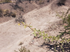 Plectrocarpa tetracantha