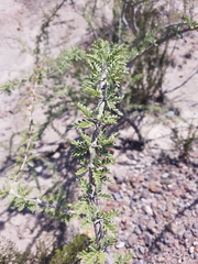 Plectrocarpa tetracantha