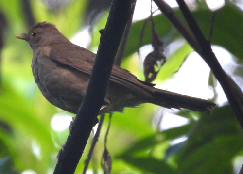 Ecuadorian Thrush (Turdus maculirostris), photo 2