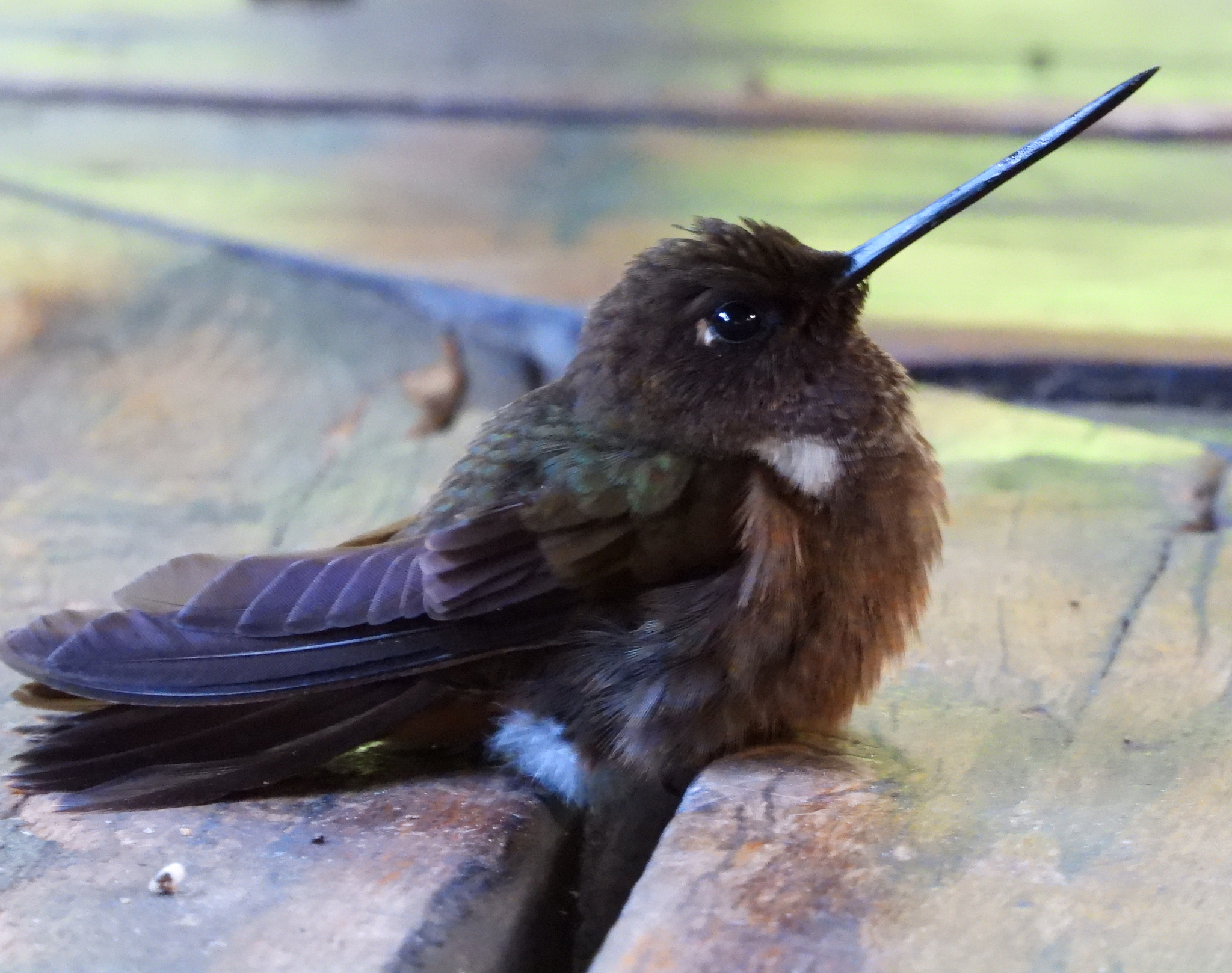 Brown Inca (Coeligena wilsoni), photo 2