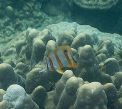 Chelmon rostratus