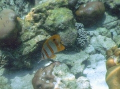 Chelmon rostratus