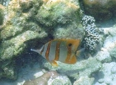 Chelmon rostratus