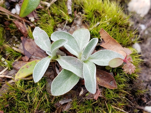 Silene coronaria — photo 3