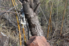 Amphipterygium molle