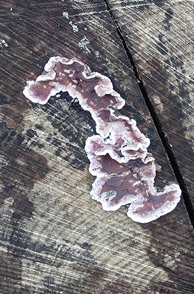 Chondrostereum purpureum · January 2026 · photo: © sabear (iNaturalist, cc0)