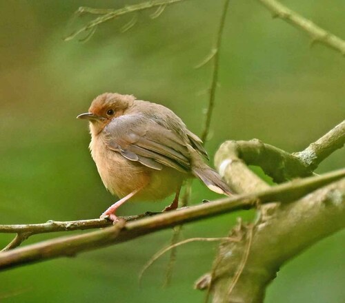 iNaturalist image