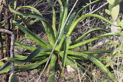 Agave vilmoriniana