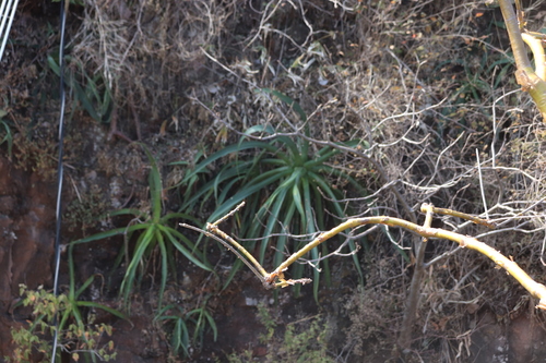 Image of Agave vilmoriniana by (c) alejandrozab, some rights reserved (CC BY)