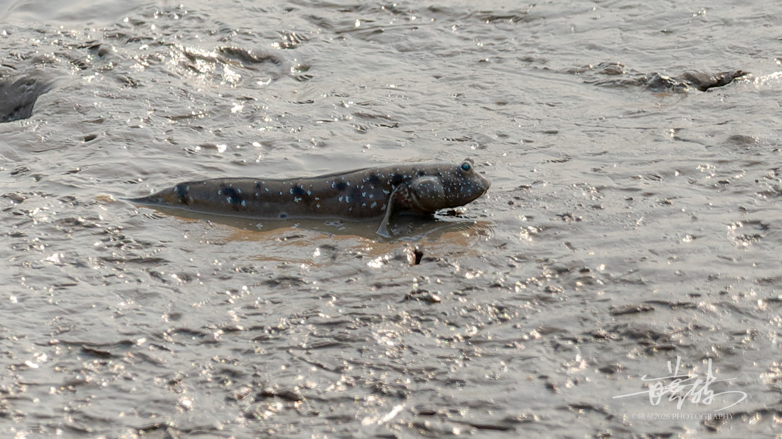 Boleophthalmus pectinirostris