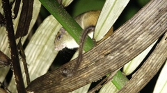 Sinnamary Brush-Tailed Rat photo 3