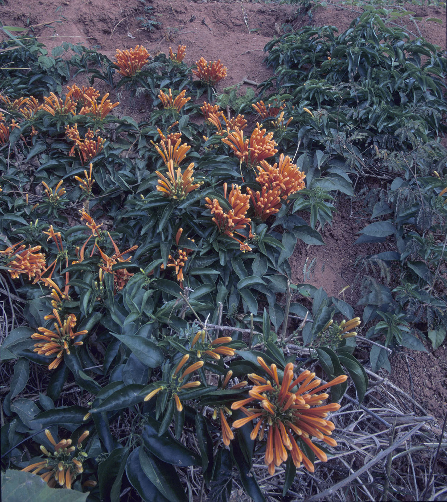 Pyrostegia venusta