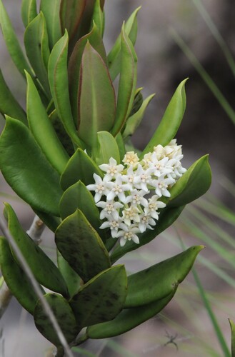 Hoya rupicola K.D.Hill