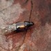 Crablike Rove Beetles - Photo (c) Alexis, some rights reserved (CC BY), uploaded by Alexis