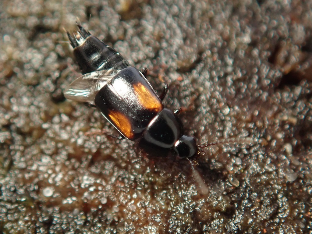 Staph beetle