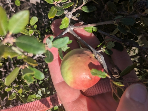 iNaturalist observation photo of California Gall Wasp