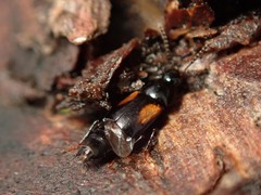 Tachinus subterraneus