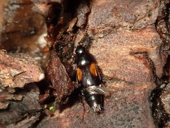 Tachinus subterraneus