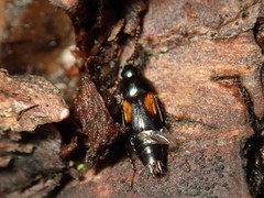 Tachinus subterraneus
