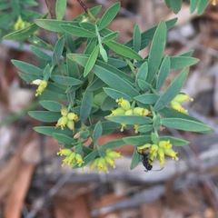 Pimelea neoanglica