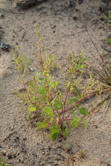 Chenopodium acuminatum