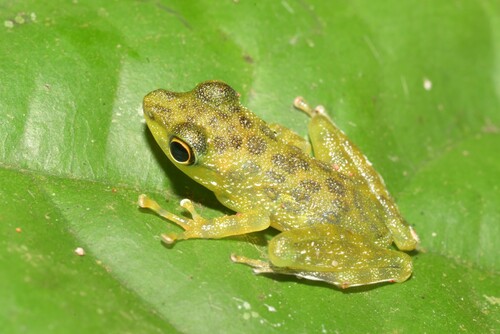 Black-spotted Rock Frog, Staurois guttatus