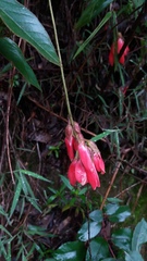 Magnoliopsida