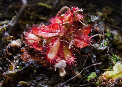Drosera montana