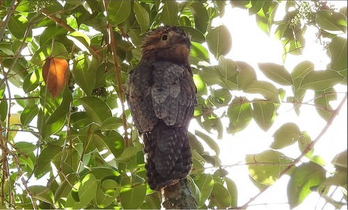 Common Potoo (Nyctibius griseus), photo 5