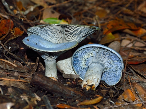 indigo milk cap
