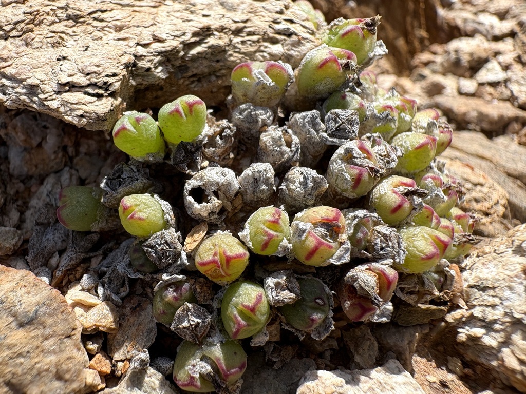 Conophytum loeschianum