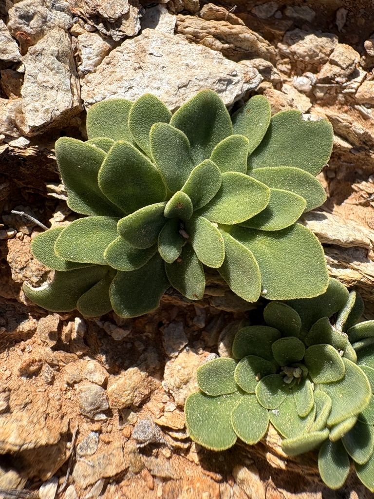 Oxalis foveolata (Oxalis foveolata)