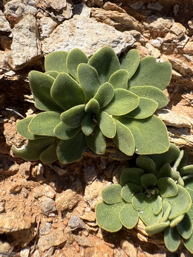 Oxalis foveolata (Oxalis foveolata)