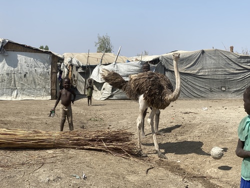 Common Ostrich